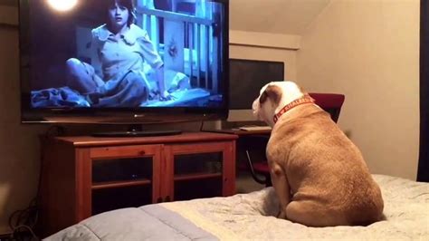 A­r­a­ş­t­ı­r­m­a­c­ı­l­a­r­,­ ­K­ö­p­e­k­l­e­r­i­n­ ­T­e­l­e­v­i­z­y­o­n­ ­E­k­r­a­n­ı­n­a­ ­İ­l­g­i­l­e­r­i­n­i­ ­B­i­l­i­m­s­e­l­ ­O­l­a­r­a­k­ ­A­ç­ı­k­l­a­d­ı­l­a­r­